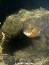 Bluegill Sunfish by David Gilchrist 